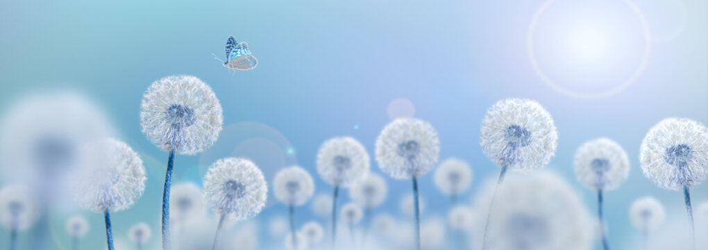 Fototapeta white dandelions on blue background