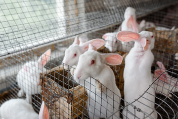 white rabbits in metal cages in a rabbit farm