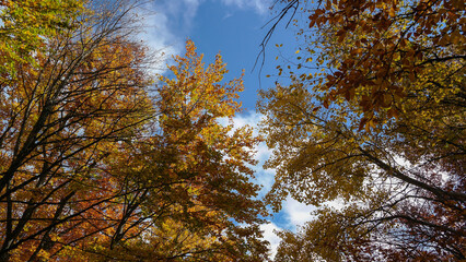 autumn trees in the sky