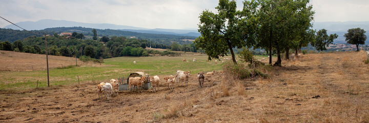 Cows graze in the meadow. Landscape, Spain.