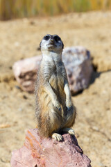 Fototapeta premium Meerkat (Suricata suricatta), sitting on rock for security and safety