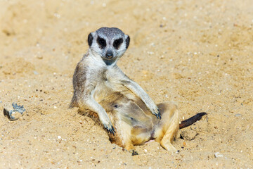Fototapeta premium meerkat (Suricata suricatta) sitting on sand ground for guarding and safety