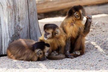 group of young charming monkeys sit on the ground, pensive and eats.