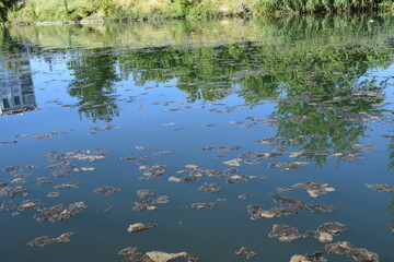 reflection of trees in water