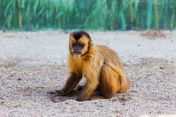 red monkey, sitting on the sand, digs a hole and looks into the distance.