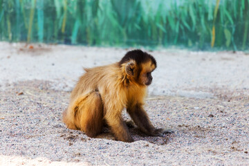 red monkey, sitting on the sand, digs a hole and looks into the distance