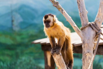 young red-haired monkey. Funny monkeys rest, play, eat