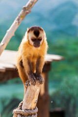 group of young charming monkeys sit on the ground, pensive and eats.