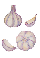 Watercolour drawing of whole garlic and clove