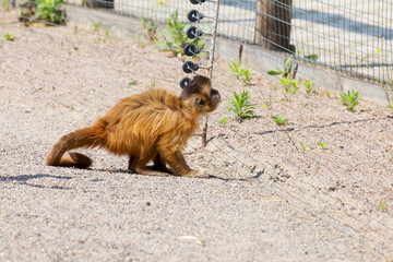 young red-haired monkey. Funny monkeys rest, play, eatyoung red-haired monkey. Funny monkeys rest, play, eat