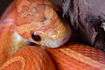 Super macro close up front view of pet orange corn snakes face.