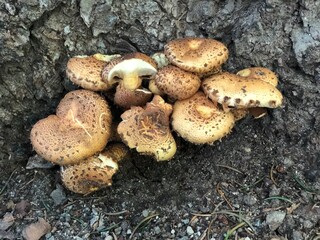 mushrooms in the forest