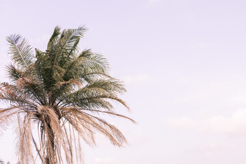 palm tree and blue sky