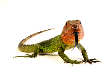 Northern caiman lizard / Krokodilteju (Dracaena guianensis)