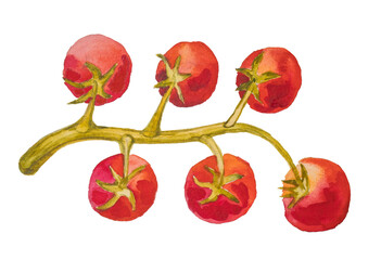 Watercolour drawing of tomatoes banch