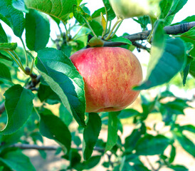 Ripe apple on a branch close-up. Summer harvest of apples. Healthy fruits. Apple tree branches with ripe apple and green foliage. Orchard.