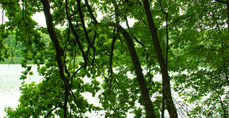 green leaves in the forest, old tree trunks