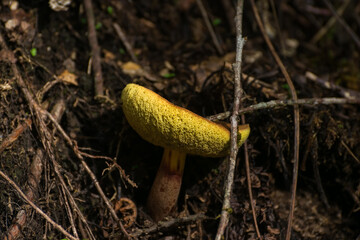 Beautiful view of yellow wild mushrooms under tree roots in Sikkim's national forest, with many inverted umbrellas to see