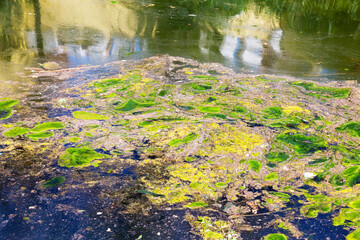 Rotting algae was thrown to the shore of the reservoir. Environmental pollution problem. Beach pollution. Eco Disaster.