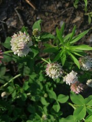 White clover flowers field in summer, shallow depth of field