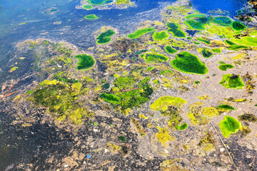 Rotting algae was thrown to the shore of the reservoir. Environmental pollution problem. Beach pollution. Eco Disaster.