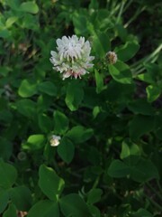 White clover flowers field in summer, shallow depth of field
