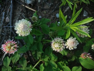 White clover flowers field in summer, shallow depth of field