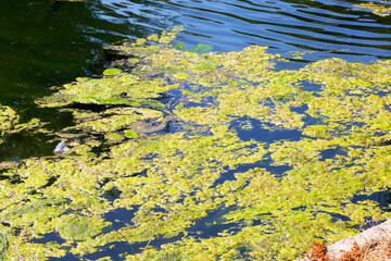Rotting algae was thrown to the shore of the reservoir. Environmental pollution problem. Beach pollution. Eco Disaster.