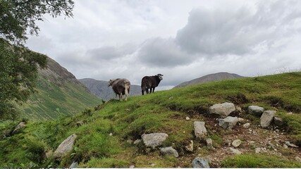 horses on the mountain
