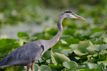 Close-up of a Great Blue Heron in a marsh wetlands