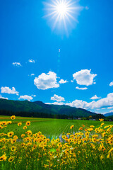 Japanese rice fields and flowers