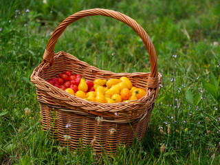 Wicker full of yellow and red pear cherry tomatoes in a garden