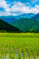 Fototapeta na wymiar Rice fields and remaining snow in Japan