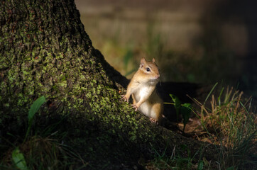 Eastern Chipmunk in evening light at the base of a tree