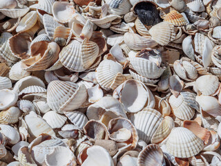 Top view of seashells on the sand on a sunny day. Natural background of marine nature. Sea vacation concept. Copy space. Flat lay.