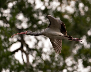 White Ibis stock photos.  White Ibis juvenile bird close-up profile view flying with blur background. 