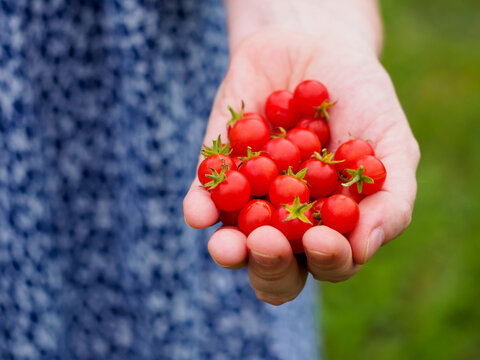 Woman's hand full of red currant tomatoes in a garden