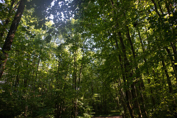 Obraz premium Landscape of Russian nature. Beautiful view