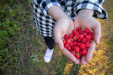 The girl collects berries, raspberries in the hands of the girl. gifts of nature