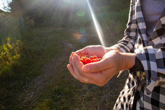 The girl collects berries, raspberries in the hands of the girl. gifts of nature