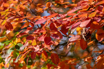 amelanchier lamarckii shadbush autumnal shrub branches full of beautiful red orange yellow leaves