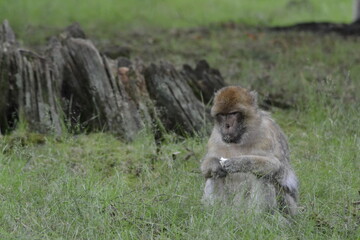 Fototapeta premium baboon sitting on the ground