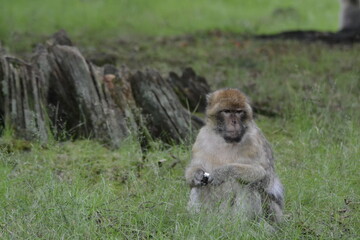 baboon sitting on the grass