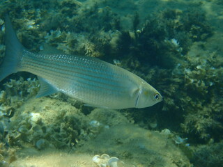 Flathead grey mullet, flathead mullet, striped mullet (Mugil cephalus) undersea, Aegean Sea,...