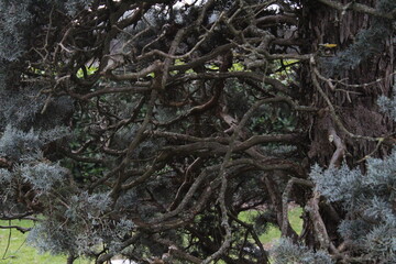 moss on the tree