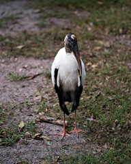 Wood Stork Photos.Wood Stork close up displaying its body, head, beak,eye, plumage, black and white colour in its environment and habitat.