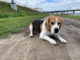 beagle in the park