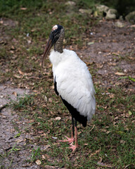 Wood Stork  Photos.  Picture. Image. Portrait. Wood Stork Bird close-up profile-view.