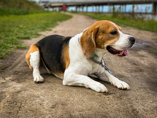beagle dog on grass