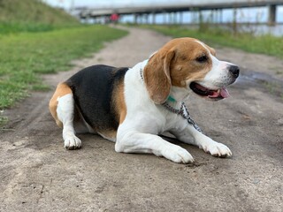 beagle on the grass